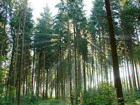 vital 50 plus bad waldsee
